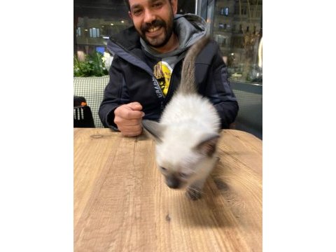 2 adet kırık kuyruk saf kan siyam yavrusu