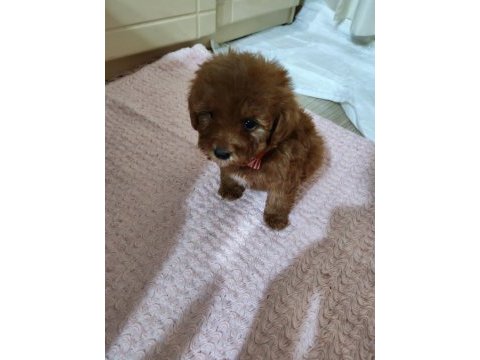 Bal gibi toy poodle bebek