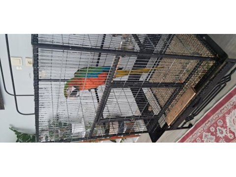 El besleme 11 aylık insan canlısı macaw