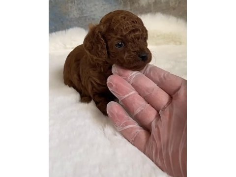Toy poodle bebeklerimiz