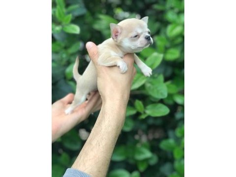 Mikro teacup chihuahua bebeğim