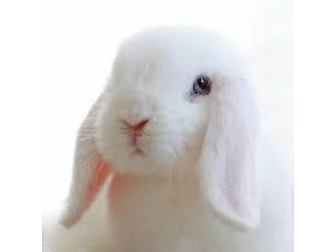 Hollanda minilop tavşanı mavi gözlü yavrularımız