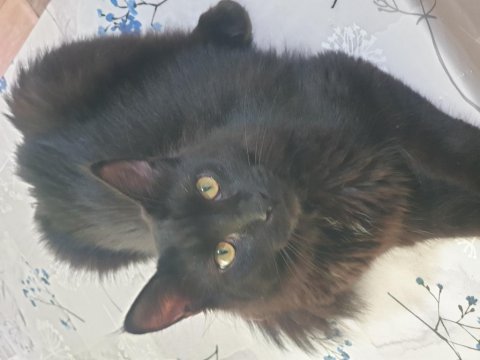 Main coon üreticiden kediler