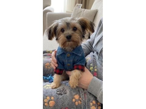 Uyumlu çok akıllı yorkshire terrier