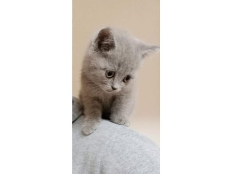 British shorthair acil sahiplendirilecek