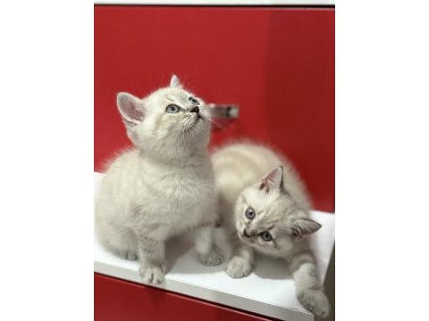Uyguna lynx british shorthair yavrularımız