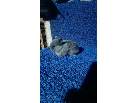 Safkan hollanda cüce yavru tavşan