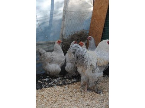 Lavender brahma kuluçkalık yumurta & civciv