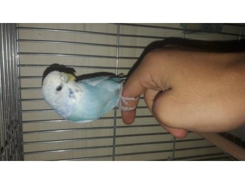 Genç dişi muhabbet kuşu