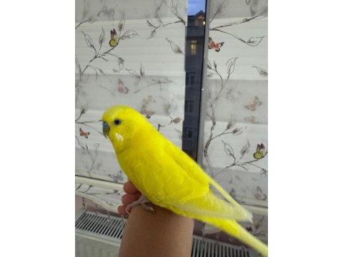 Erkek muhabbet kuşu 1.5 yaş