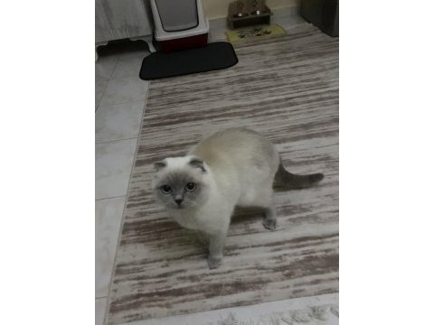 Blue point scottish fold