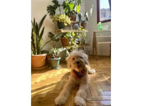 1 yaşında eğitimli dişi maltipoo