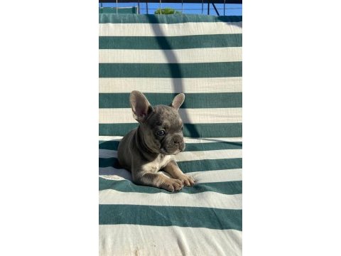 Bluetan french bulldog