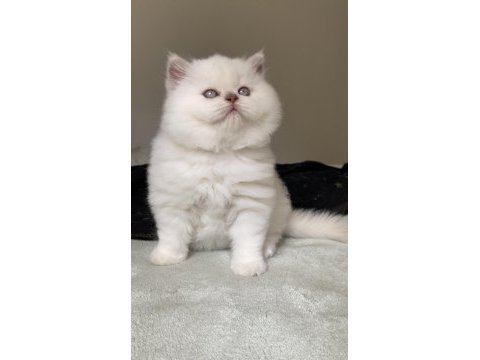 Safkan british shorthair kardeşler