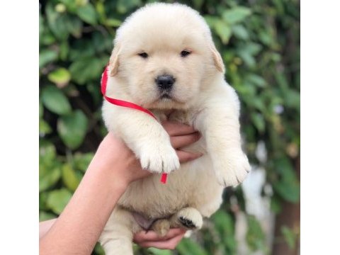 Golden retriever yavrularımız