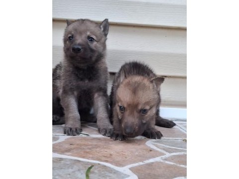 Anne baba secereli erkek ve dişi wolfdog yavrularım