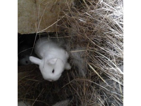 Sevimli mini lop tavşan yavrular