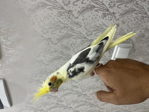 Full evcil ele alışık bilezikli sultan papağanı