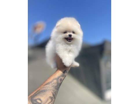 Ayı surat pomeranian boo yavrular