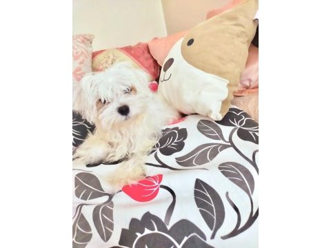 Mükemmel bebişler maltese terrier