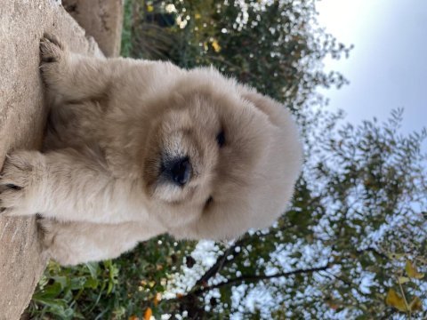Chow chow köpeğimiz