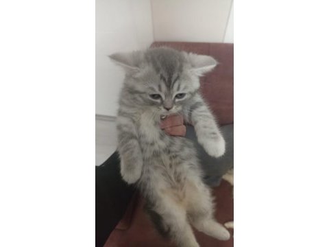 British longhair çok tatlı yavrular