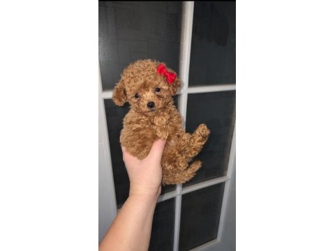 Teacup poodle mınıklerle tanıstınız mı ?