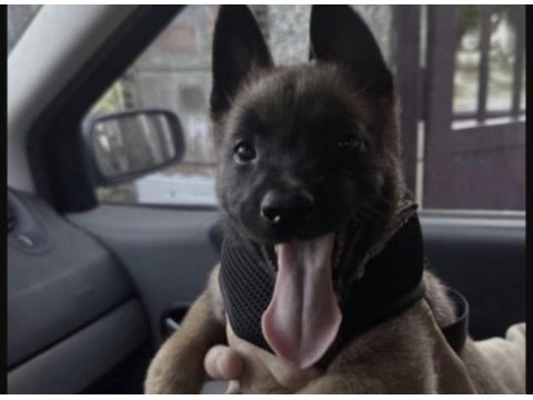 Malinois belçika kurdumuz