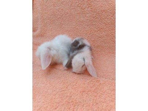 Hollanda teddy lop tavşan yavruları