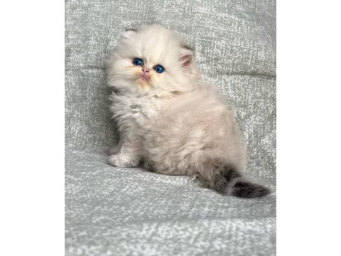 British longhair golden point