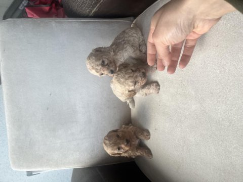 Sıfır boy maltipoo ve poddle bebekler