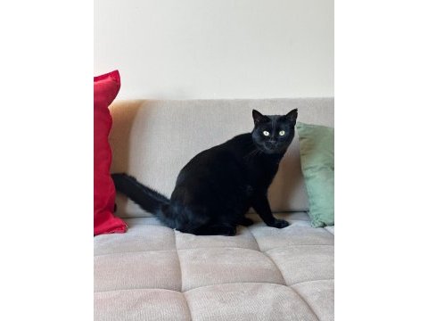 Kedimiz leyla çok sakin