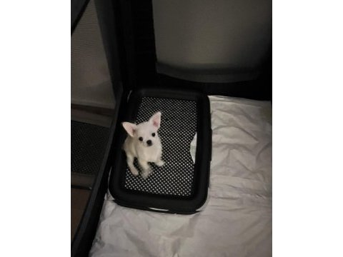 Chihuahua yavrular 4 aylık