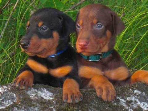Irkının en iyisi doberman yavrular kapıda ödeme mevcut