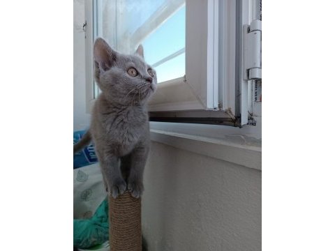 British 3 aylık dişi british shorthair