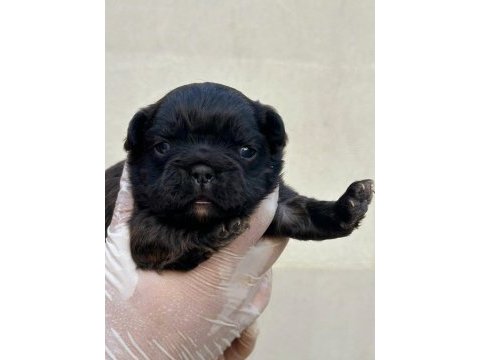 Fluffy french bulldog