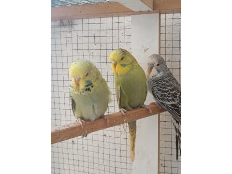 Show jumbo muhabbet kuşu yavrular