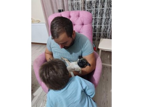 2 aylık pug