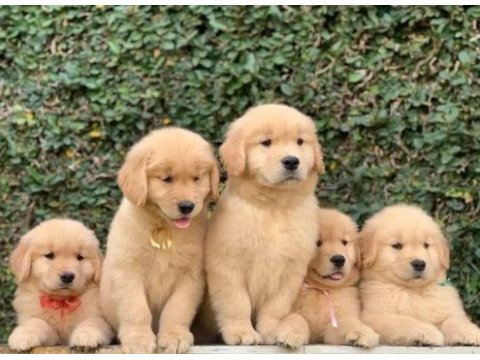 Golden retriever yavrular istenirse kapınıza teslim