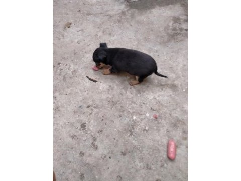 Pinscher minyatür köpeğimiz