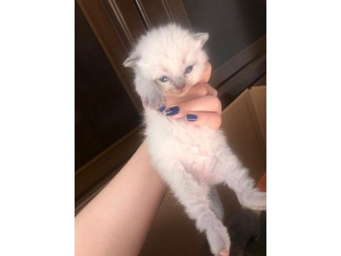 3 haftalık british shorthair blue point yavruları