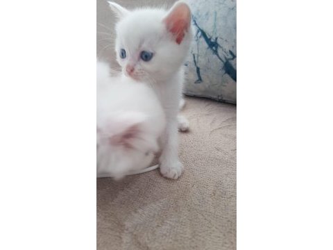 1 aylık yavru british longhair