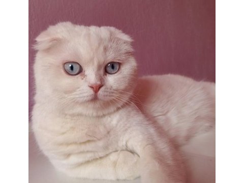 Yavru scottish fold bebekler