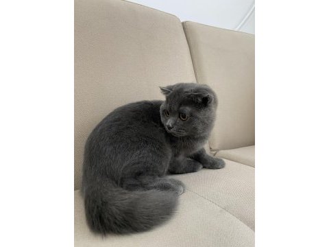 Anne altından çok uygun scottish fold yavru