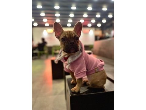 8 aylık dişi french bulldog