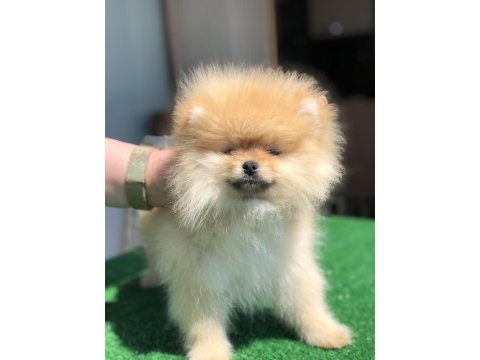 3.5 aylık show kalite dişi pomeranian boo