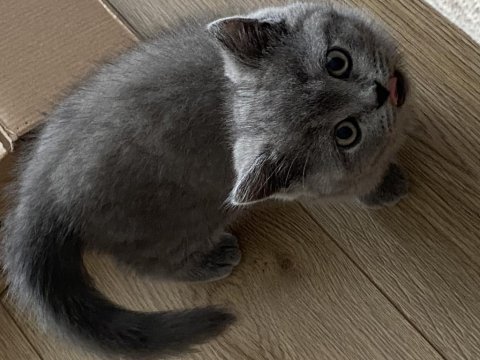2,5 aylık dişi anne baba british shorthair