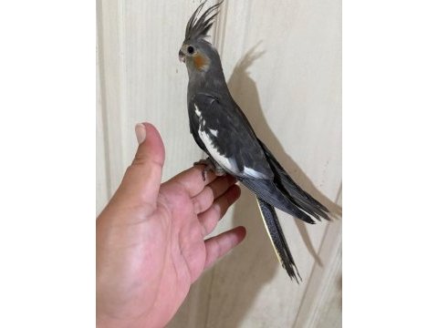 54 günlük kusursuz grey bebek sultan papağanı