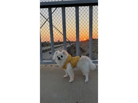 Pomeranian dişi 5 aylık
