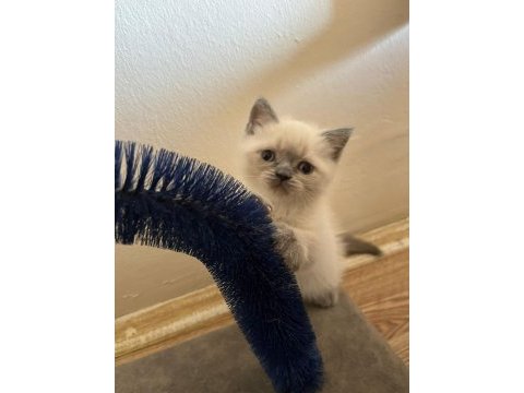Müthiş güzellikte blue point british shorthair kızımız